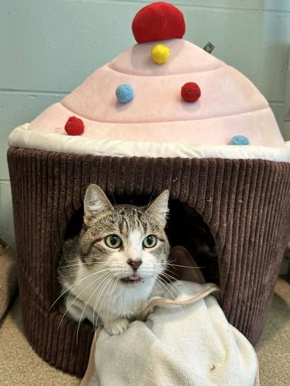 Enlarge Quinn, a Adoptable Domestic Short Hair in Palm Coast, FL image 2/3