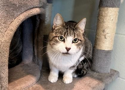 Enlarge Quinn, a Adoptable Domestic Short Hair in Palm Coast, FL image 1/3