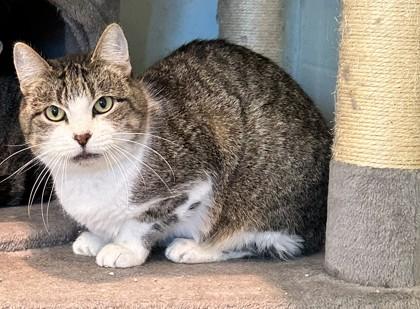 Enlarge Quinn, a Adoptable Domestic Short Hair in Palm Coast, FL image 1/3
