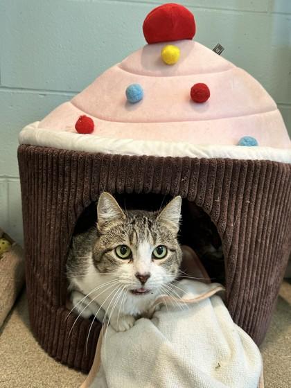 Enlarge Quinn, a Adoptable Domestic Short Hair in Palm Coast, FL image 2/3