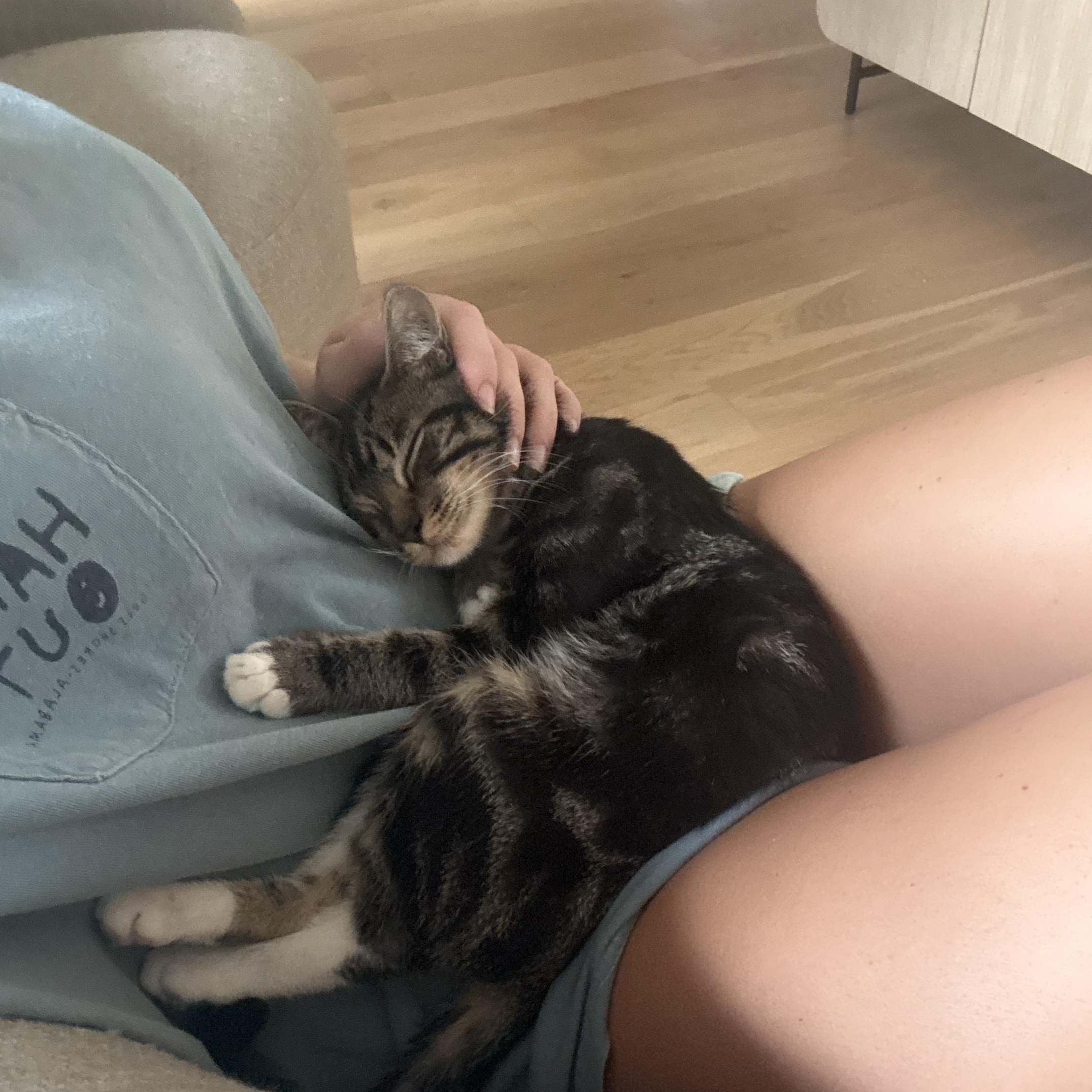 Nathaniel (velcro kitty- video included), Adoptable, Kitten Male Domestic Medium Hair.
