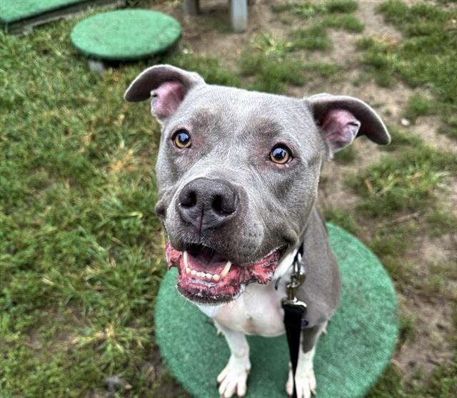 JADE, Adoptable, Adult Female American Bulldog.