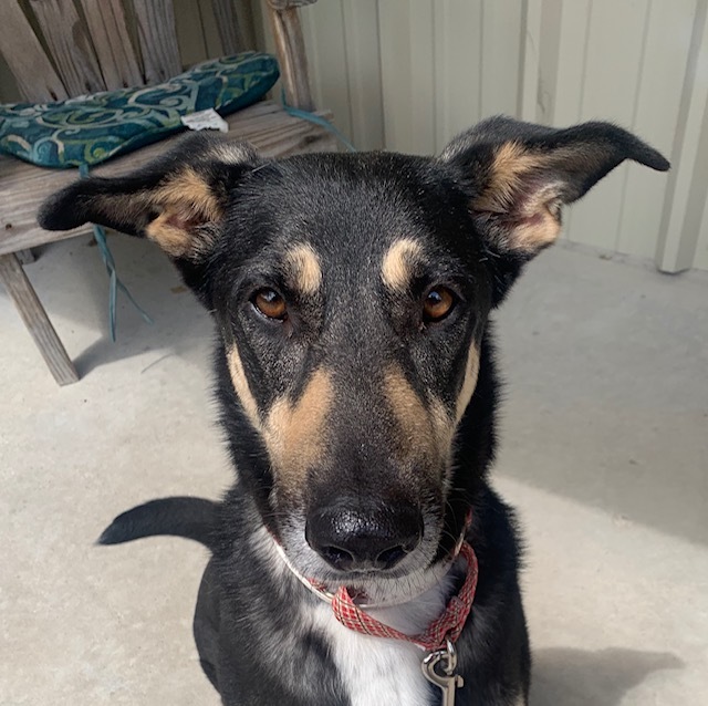 Sierra, a Adoptable German Shepherd Dog in Bellaire, TX image 1/12