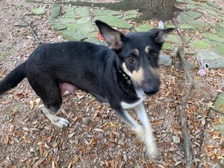 Enlarge Sierra, a Adoptable German Shepherd Dog in Bellaire, TX image 11/12