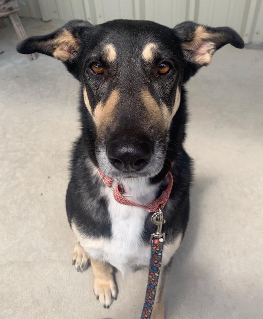 Enlarge Sierra, a Adoptable German Shepherd Dog in Bellaire, TX image 12/12