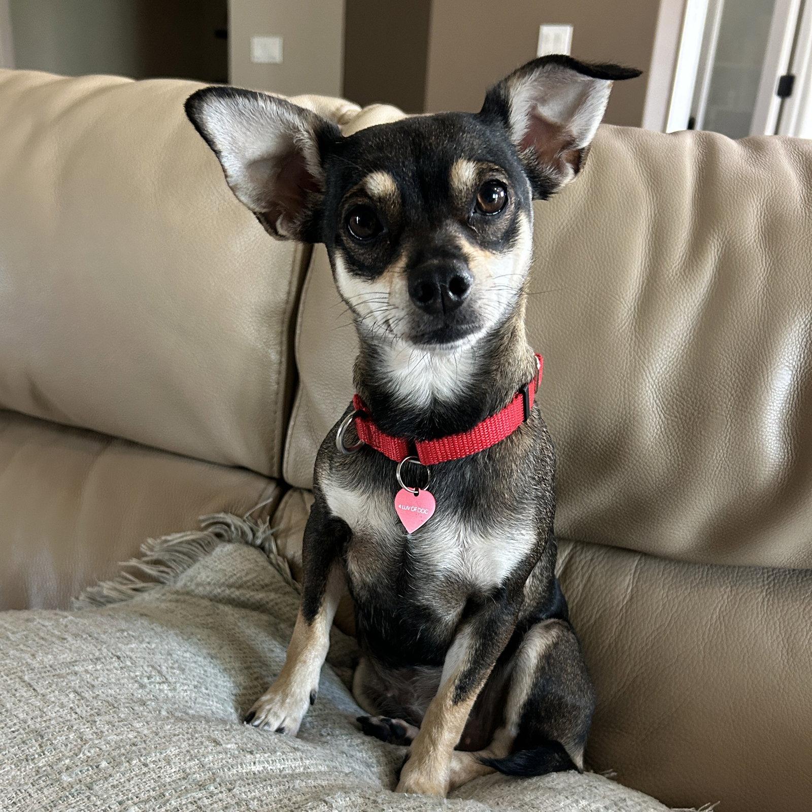 Fresca, Adoptable, Adult Female Miniature Pinscher.