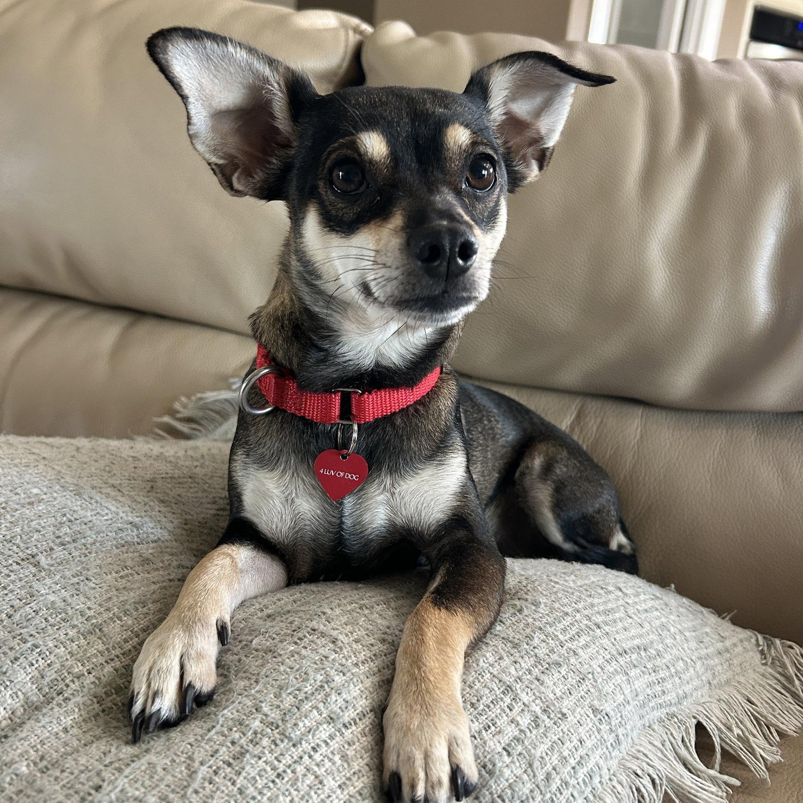 Enlarge Fresca, a Adoptable Miniature Pinscher in Fargo, ND image 2/3