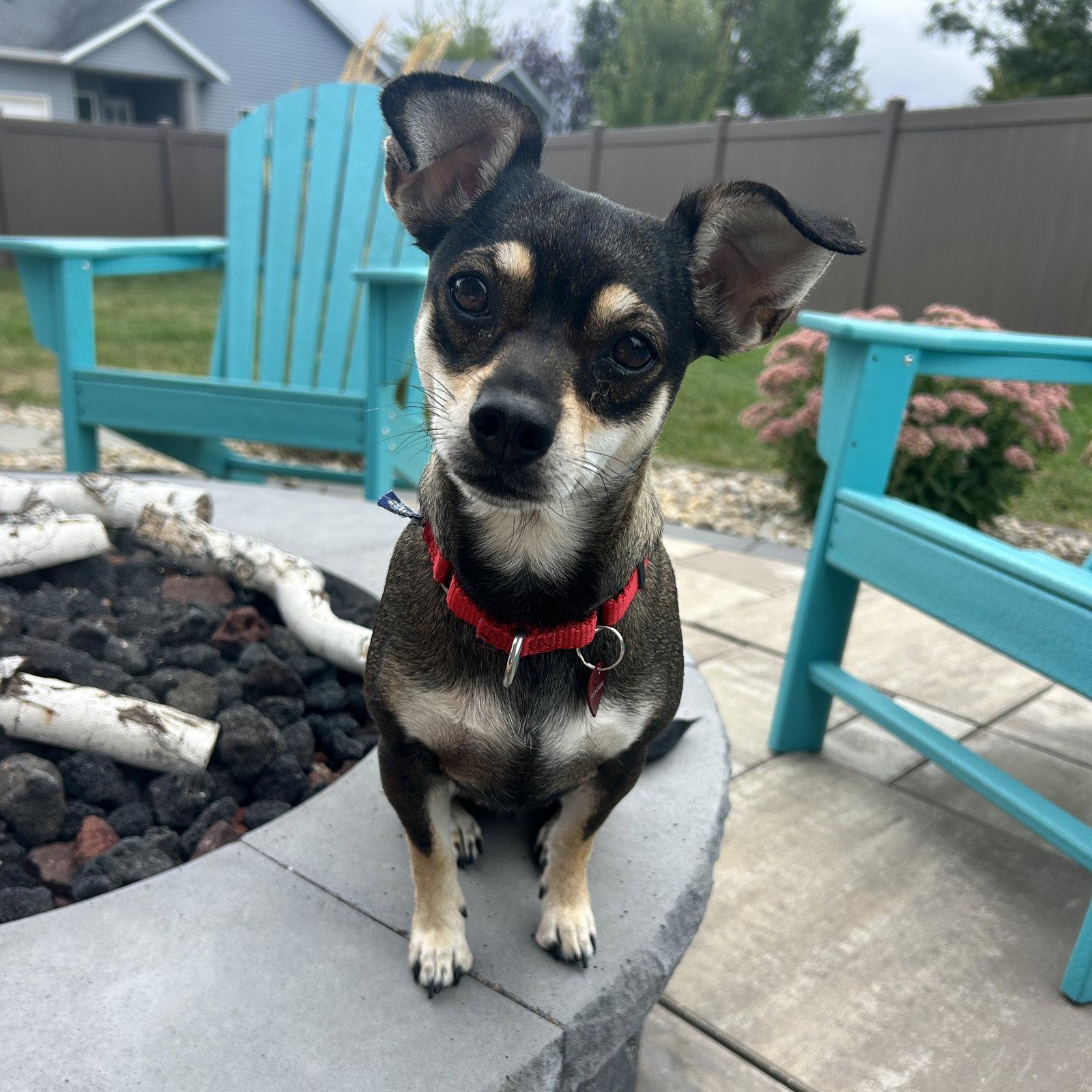 Enlarge Fresca, a Adoptable Miniature Pinscher in Fargo, ND image 3/3