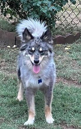 Enlarge Paris, a Adopted mixed breed in Winter Park, CO image 1/1