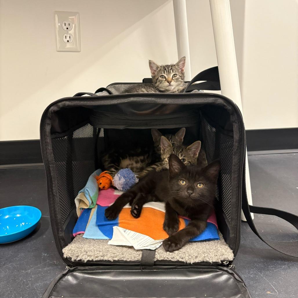 Enlarge Merry (Hobbits), a Adoptable Domestic Short Hair in Charlotte, NC image 1/6