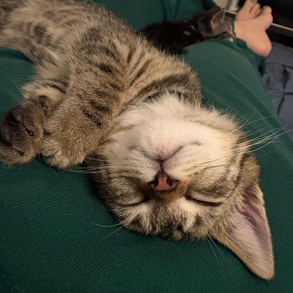 Enlarge Merry (Hobbits), a Adoptable Domestic Short Hair in Charlotte, NC image 2/6