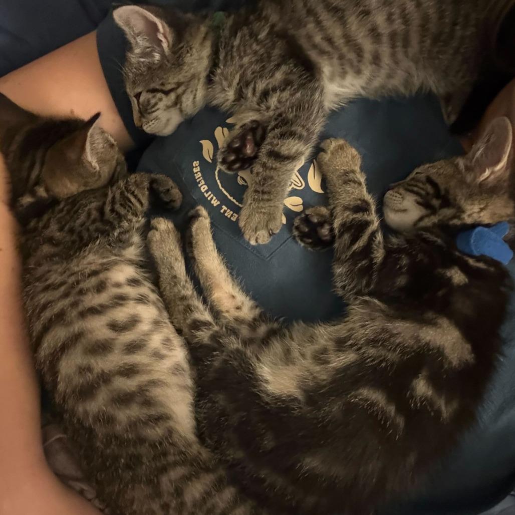 Enlarge Merry (Hobbits), a Adoptable Domestic Short Hair in Charlotte, NC image 3/6