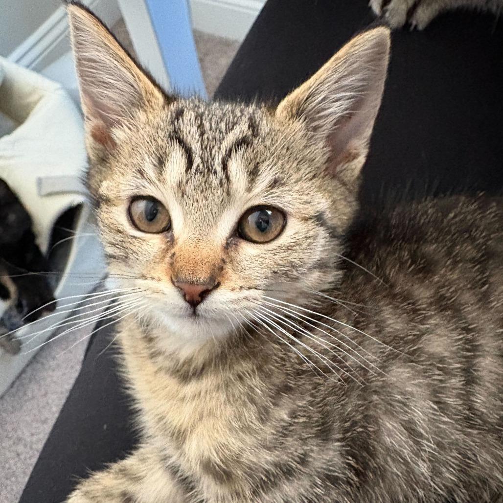Enlarge Merry (Hobbits), a Adoptable Domestic Short Hair in Charlotte, NC image 4/6