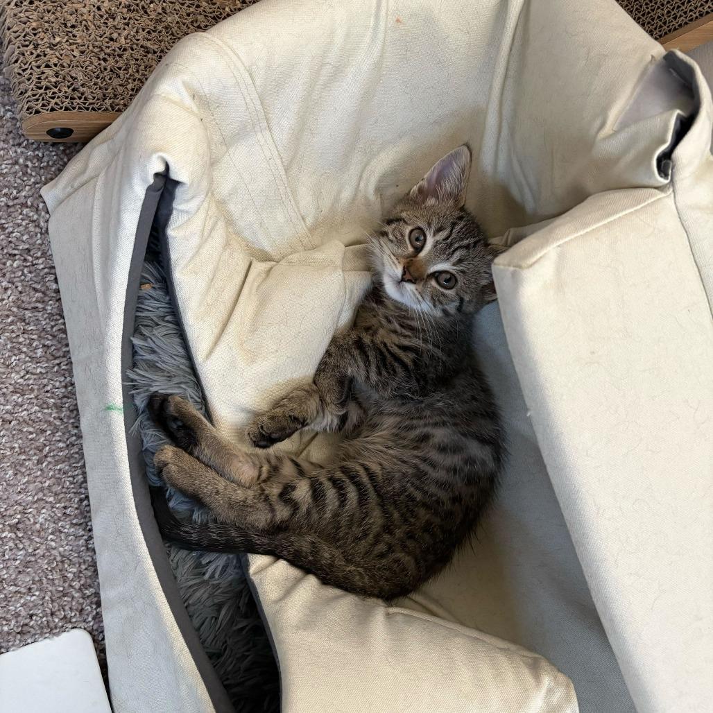 Enlarge Merry (Hobbits), a Adoptable Domestic Short Hair in Charlotte, NC image 6/6
