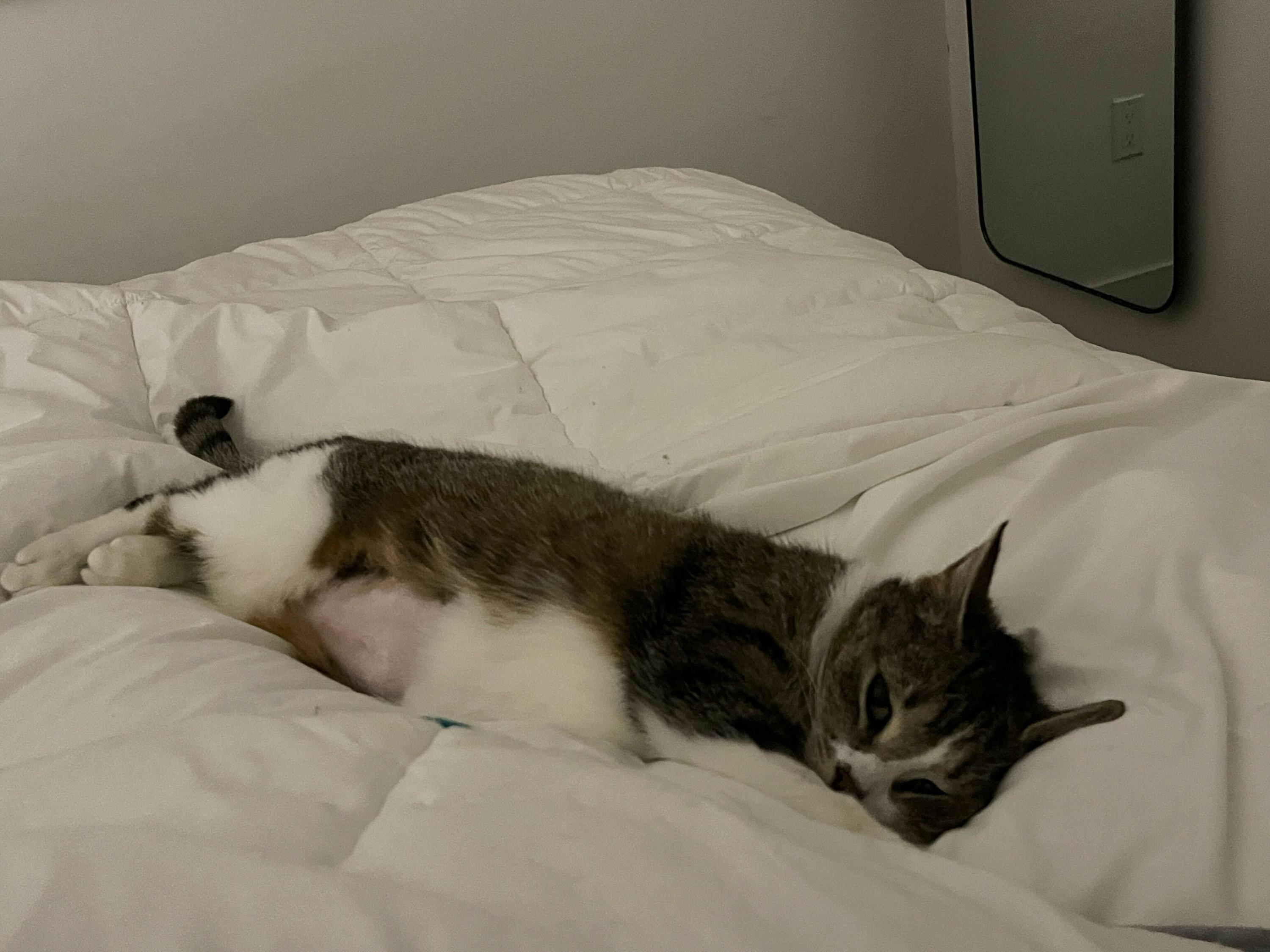 Enlarge Penelope, an adopted Domestic Short Hair in Toronto, ON image 6/6