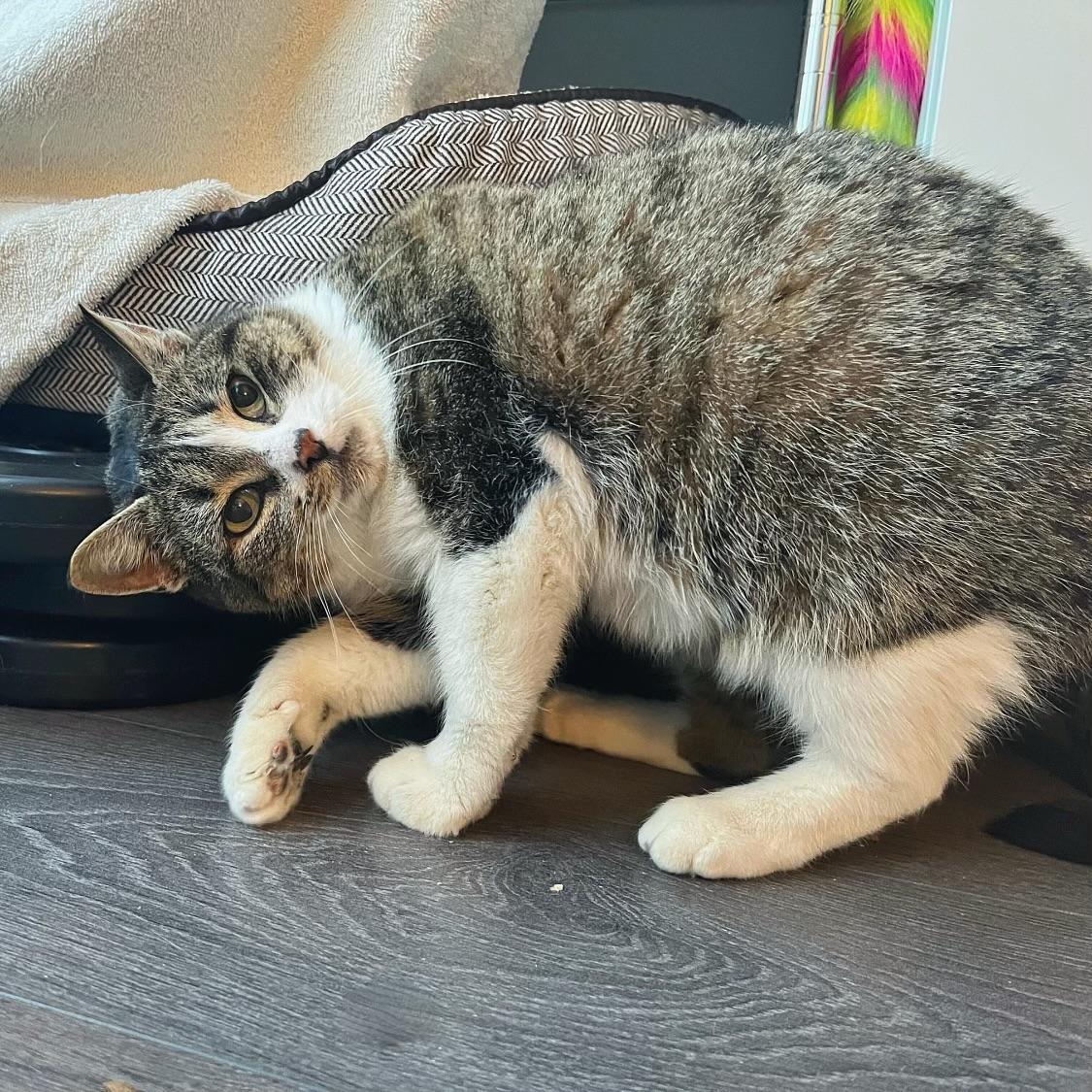 Penelope, adopted, Adult Female Domestic Short Hair.