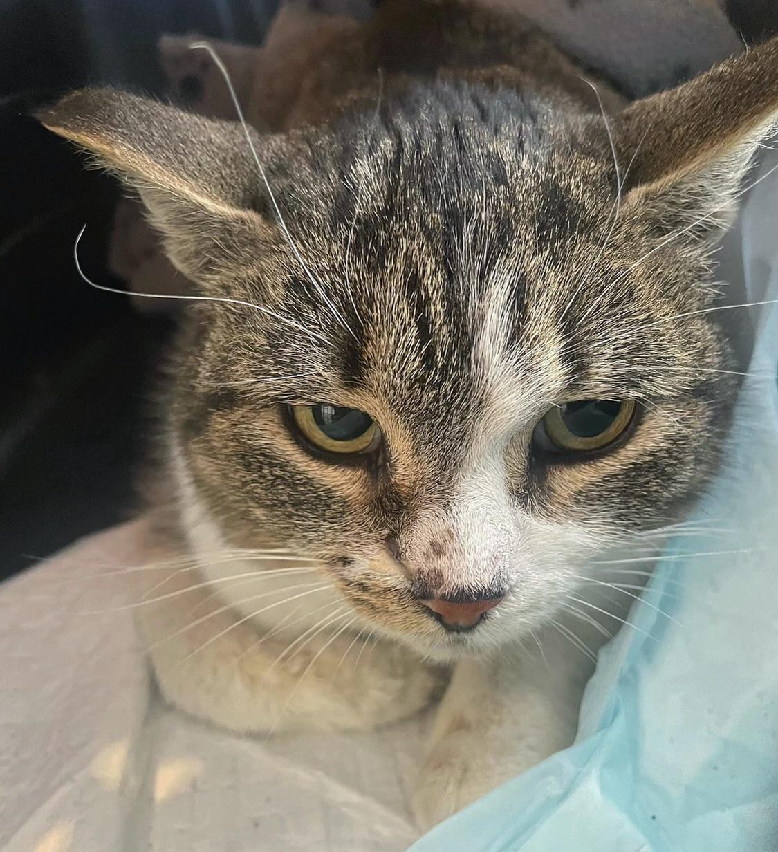 Enlarge Penelope, an adopted Domestic Short Hair in Toronto, ON image 5/6