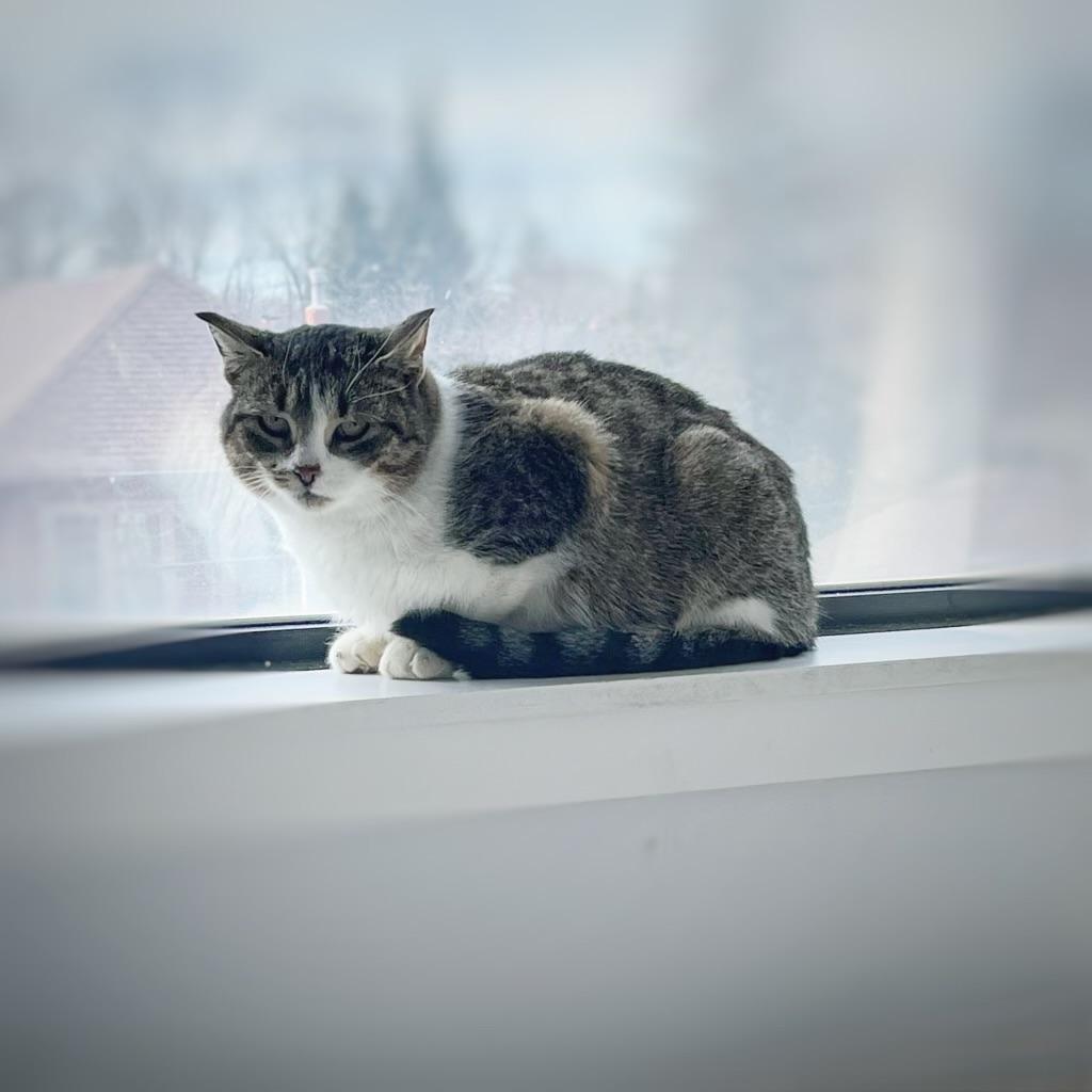 Enlarge Penelope, an adopted Domestic Short Hair in Toronto, ON image 4/6