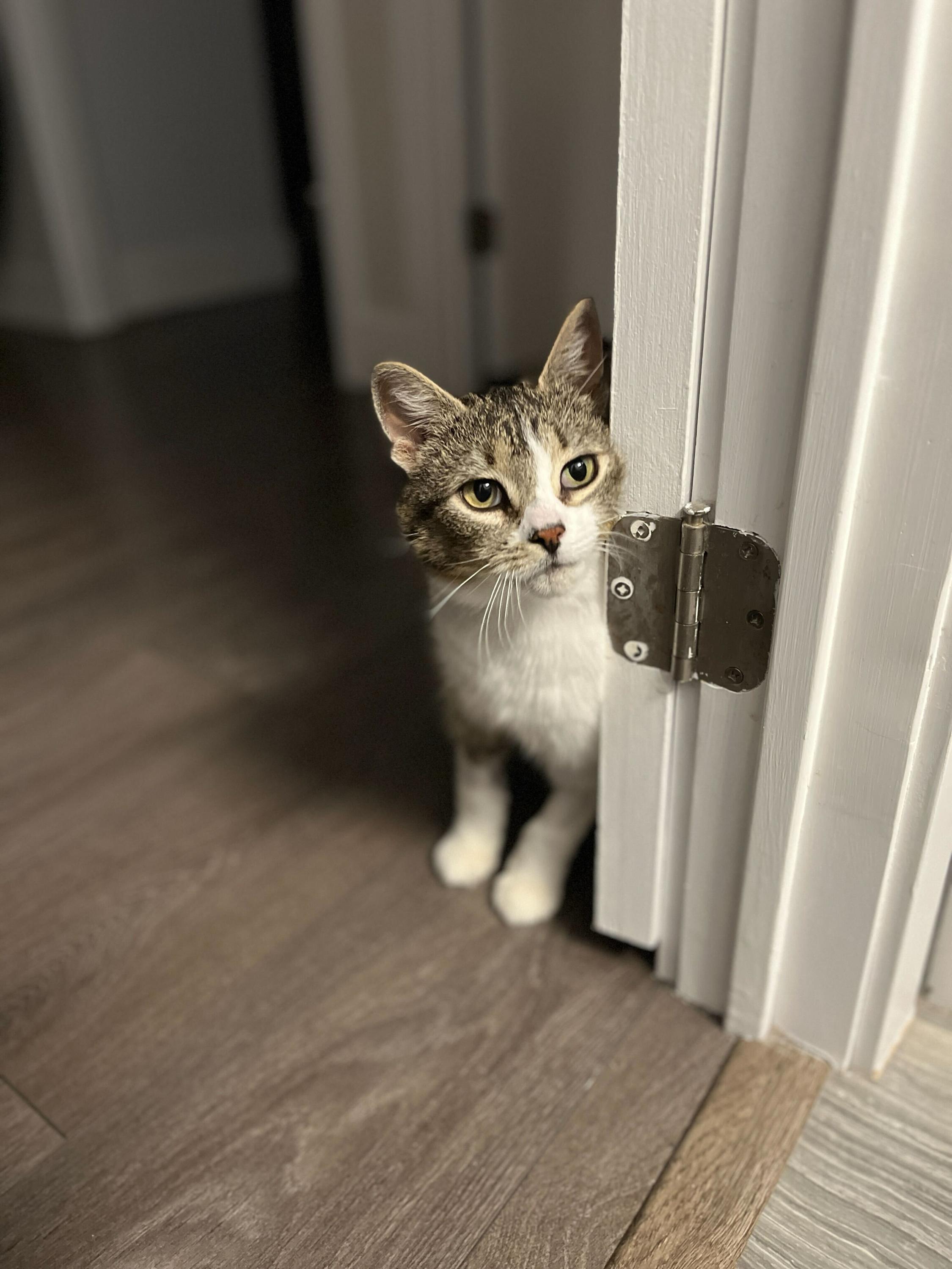 Enlarge Penelope, an adopted Domestic Short Hair in Toronto, ON image 3/6