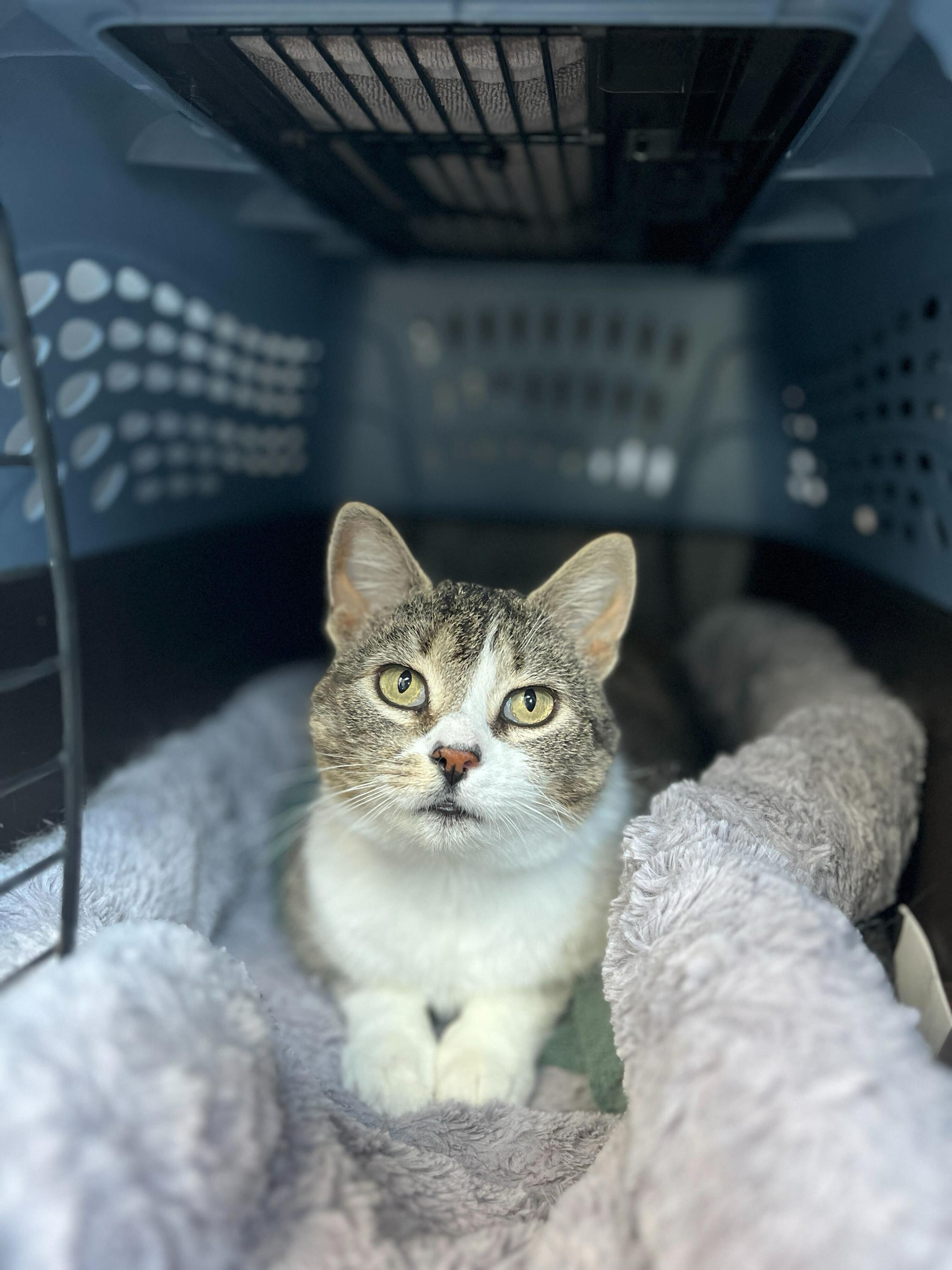 Enlarge Penelope, an adopted Domestic Short Hair in Toronto, ON image 2/6