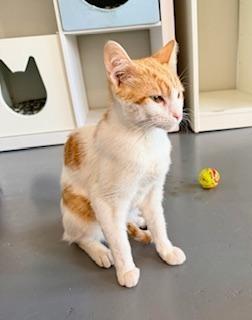 Enlarge Leo , a ADOPTABLE Domestic Short Hair in Winter Haven, FL image 2/2