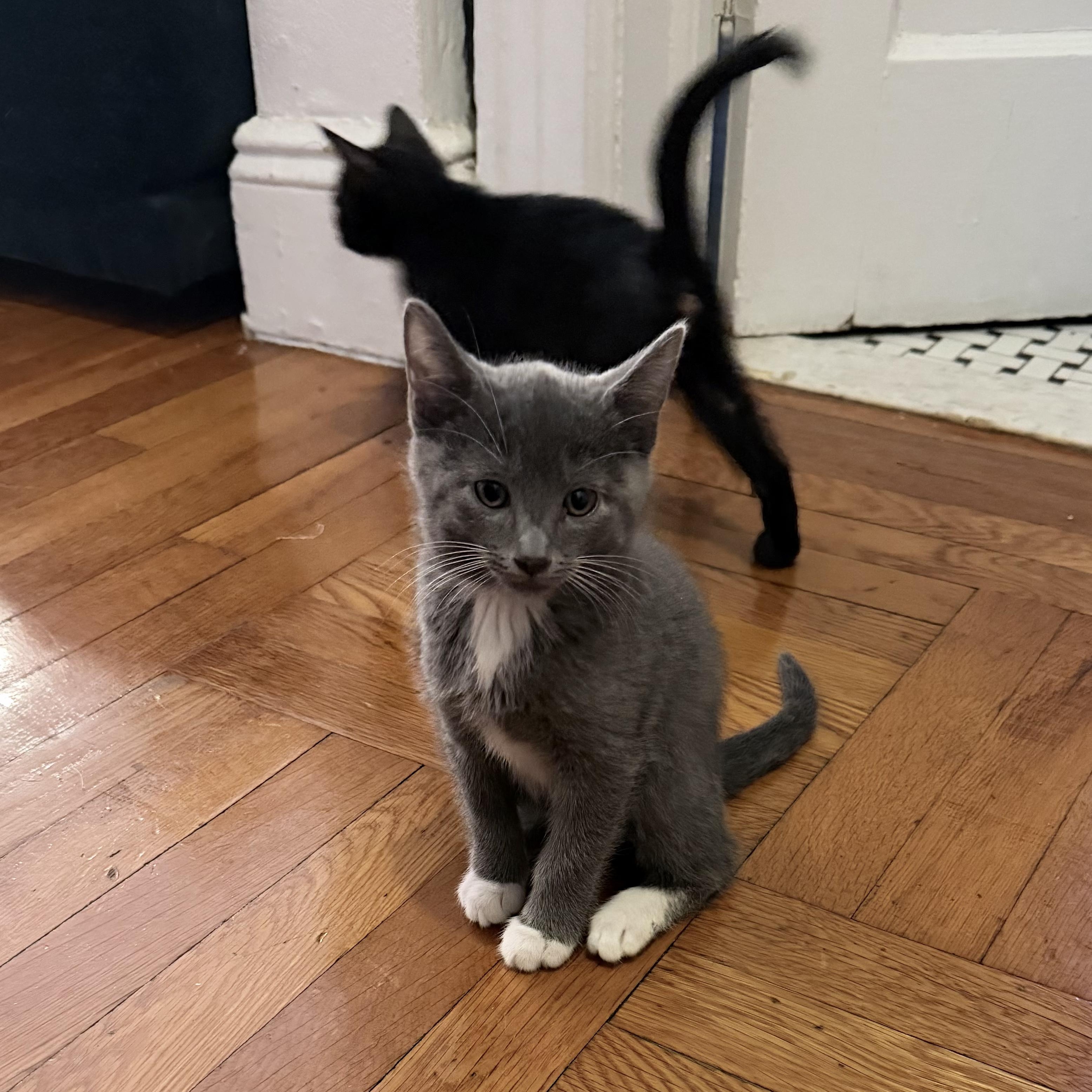 Enlarge Olive & Dove, a ADOPTABLE mixed breed in New york, NY image 6/6