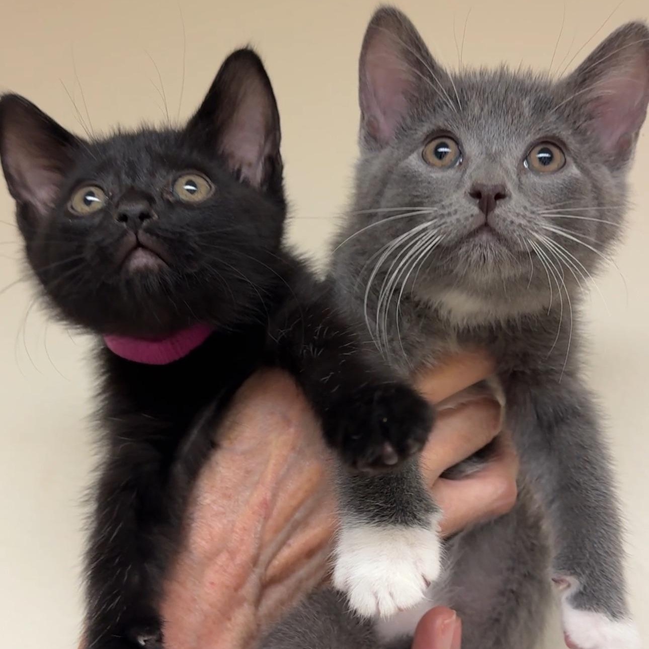 Olive & Dove, ADOPTABLE, Kitten Female Domestic Short Hair.