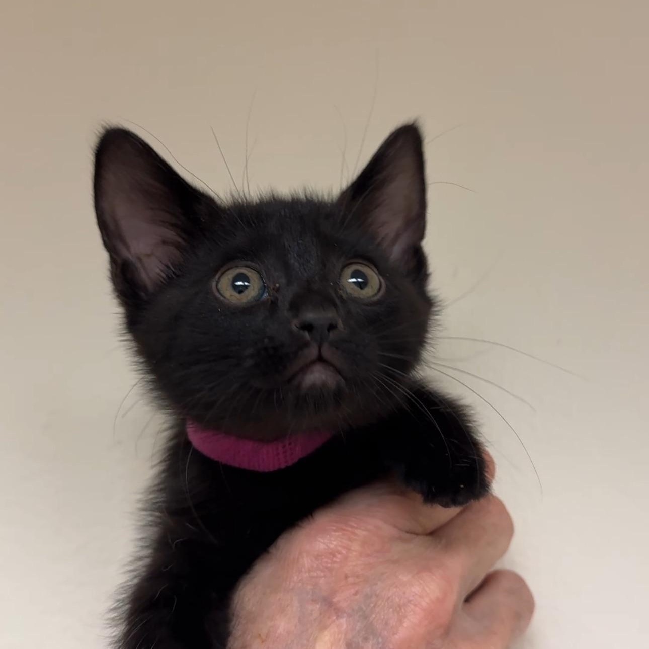 Enlarge Olive & Dove, a ADOPTABLE mixed breed in New york, NY image 2/6