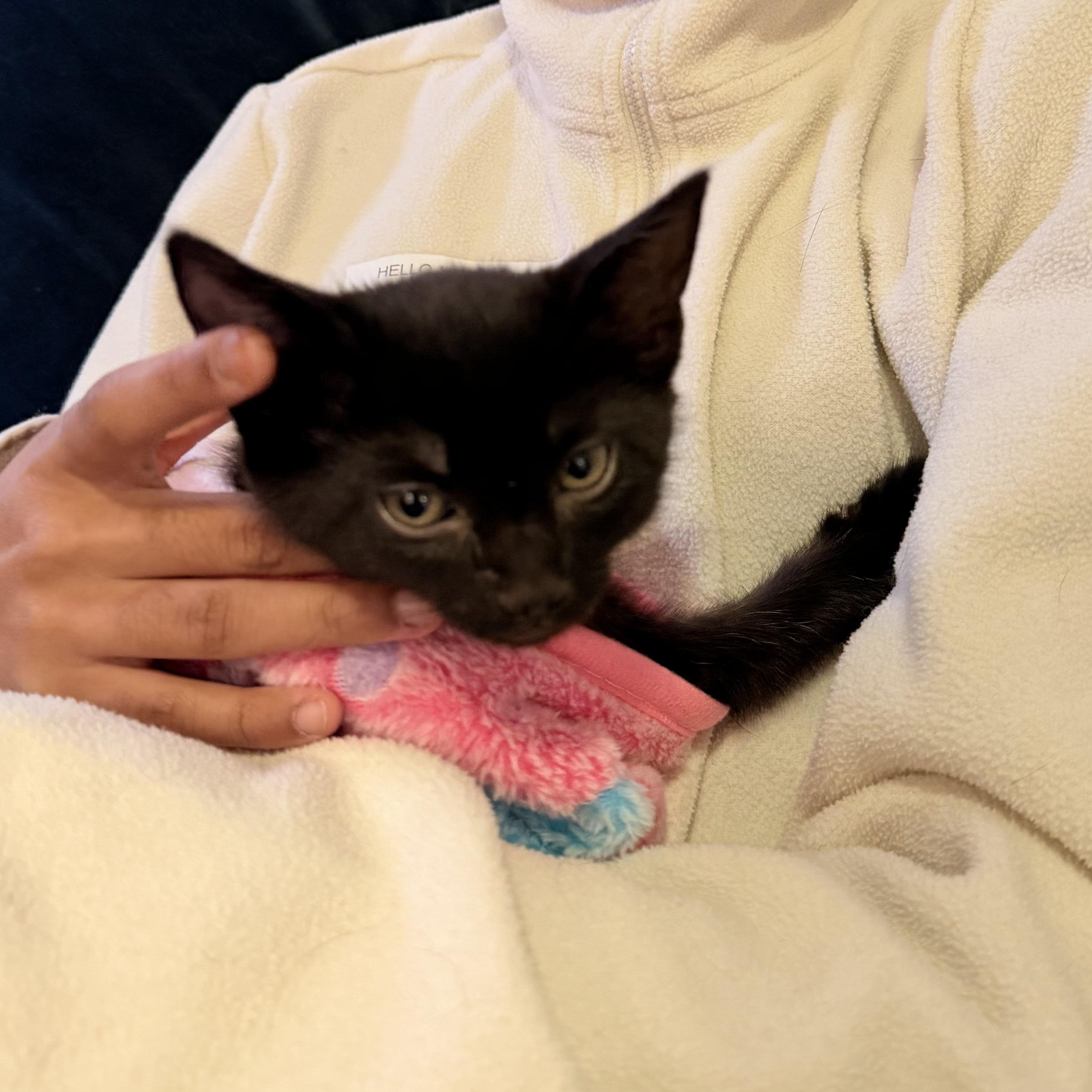 Enlarge Olive & Dove, a ADOPTABLE mixed breed in New york, NY image 3/6
