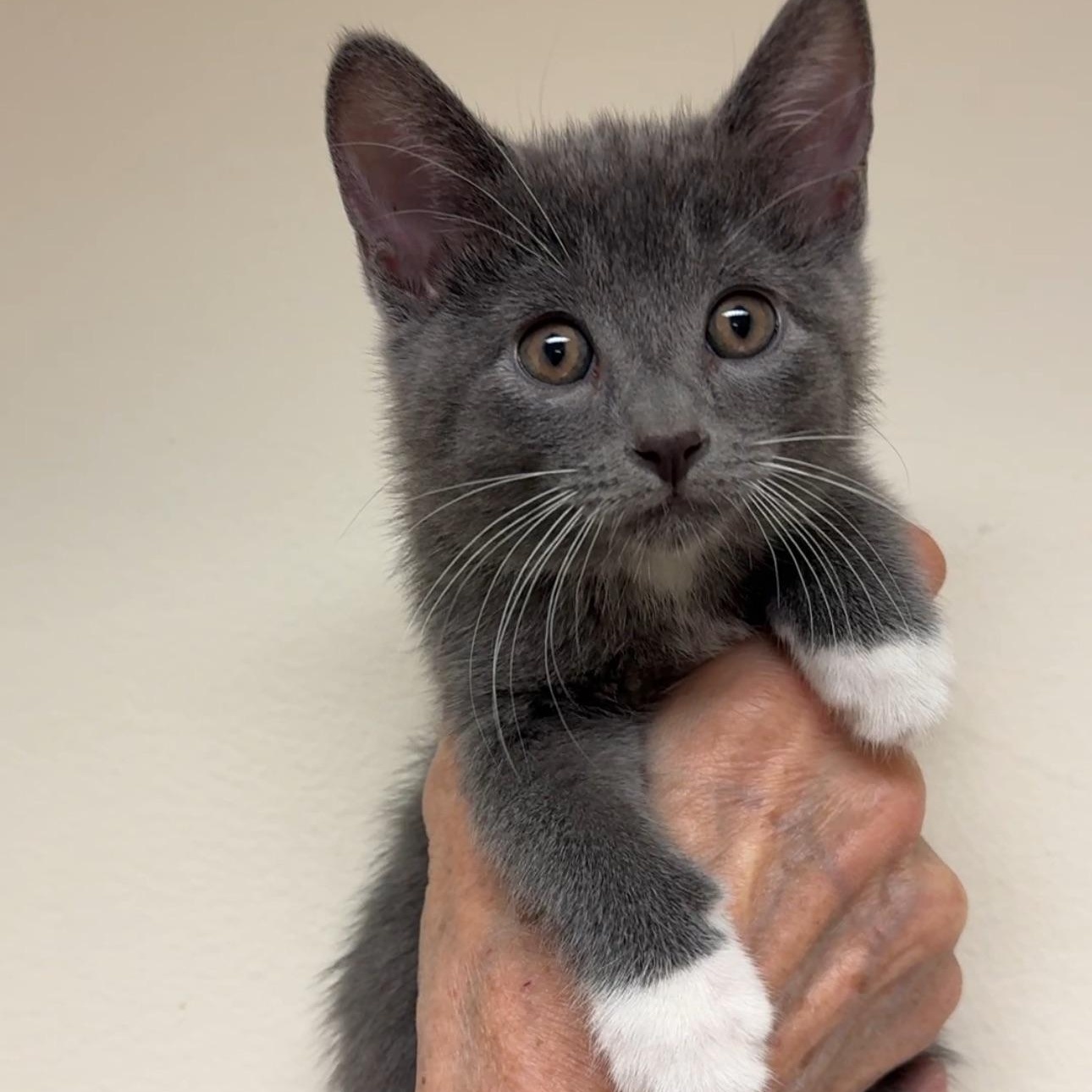 Enlarge Olive & Dove, a ADOPTABLE mixed breed in New york, NY image 4/6