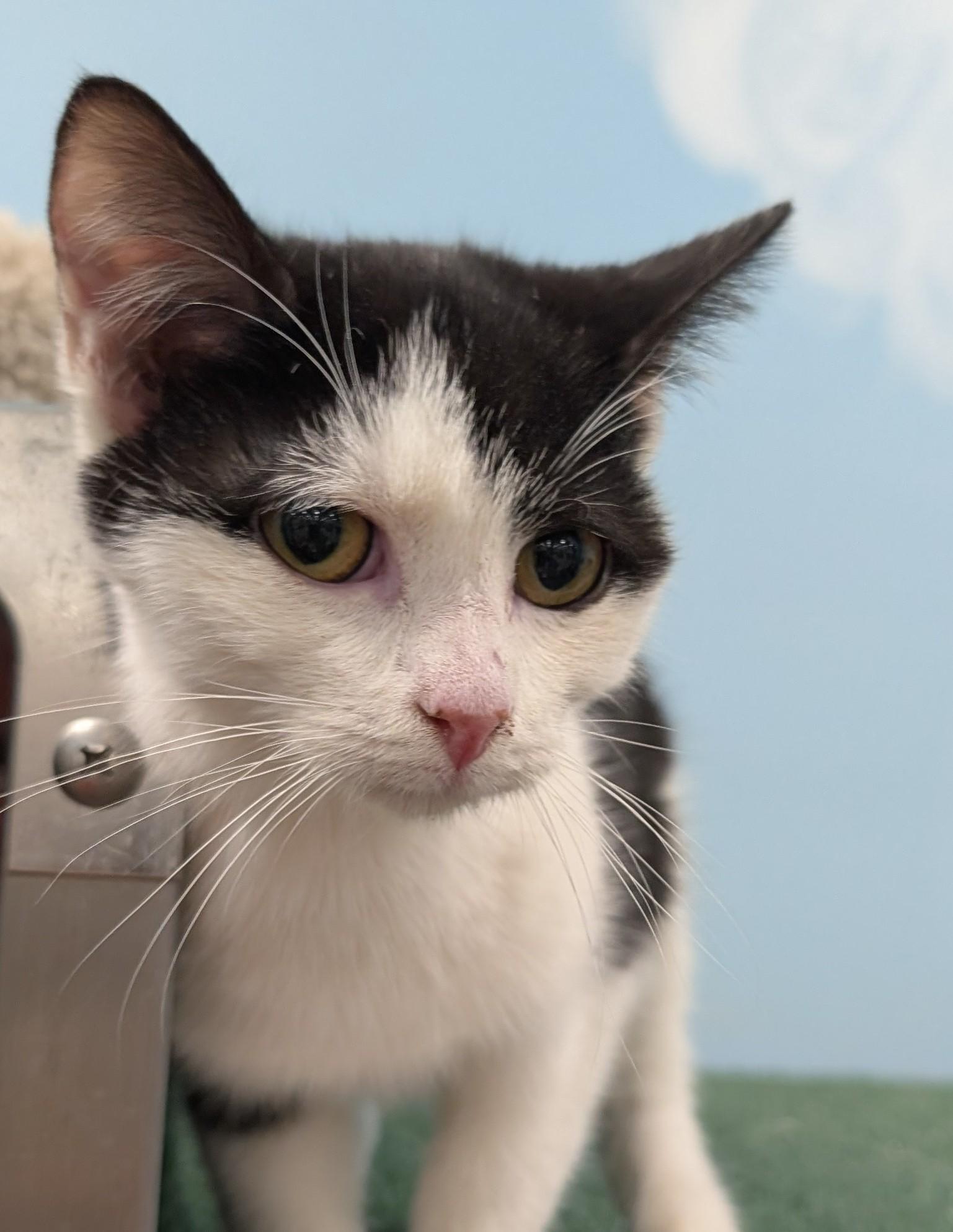 Wesley, adopted, Young Female Domestic Short Hair.