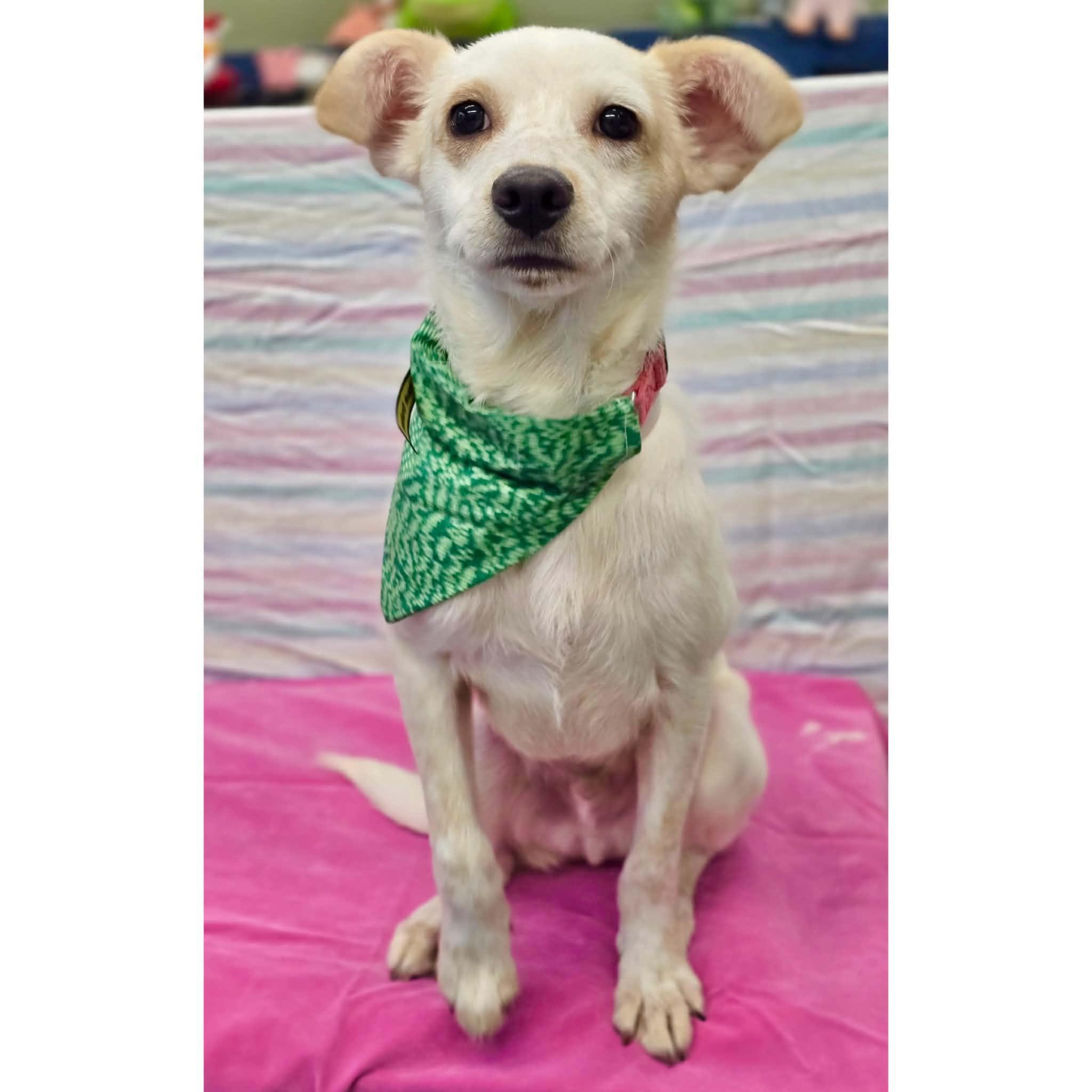 Leo, ADOPTABLE, Young Male Jack Russell Terrier & Beagle.
