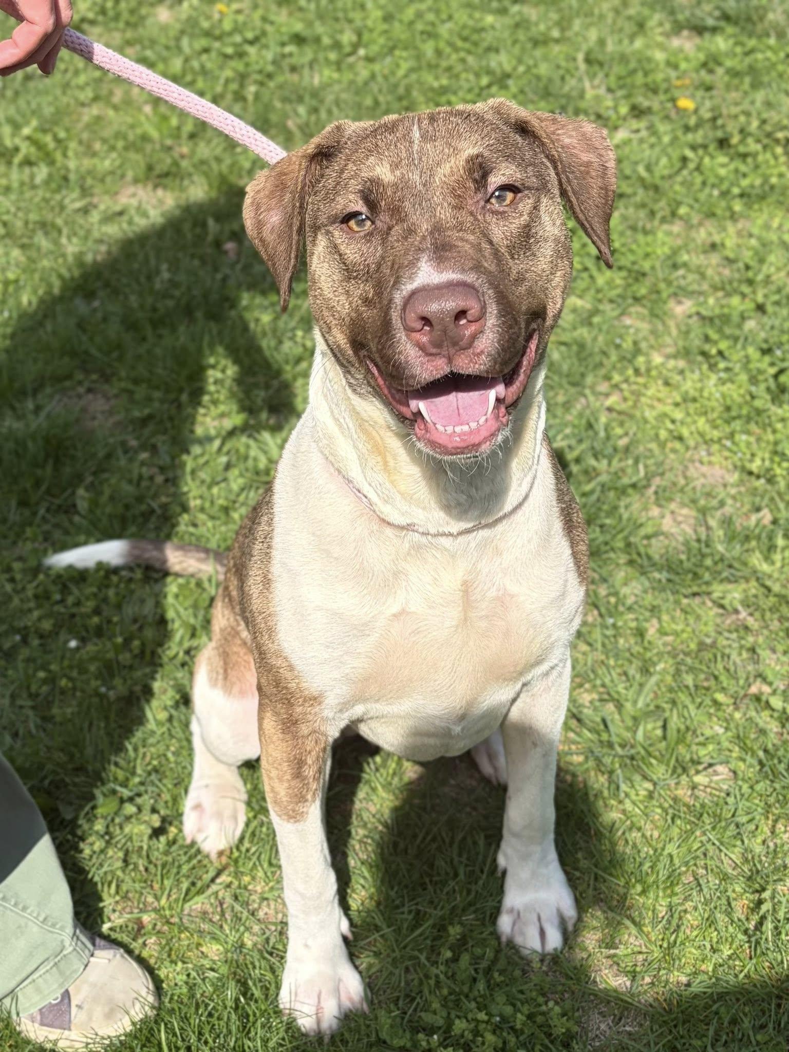 Penny, ADOPTABLE, Adult Female Pit Bull Terrier.