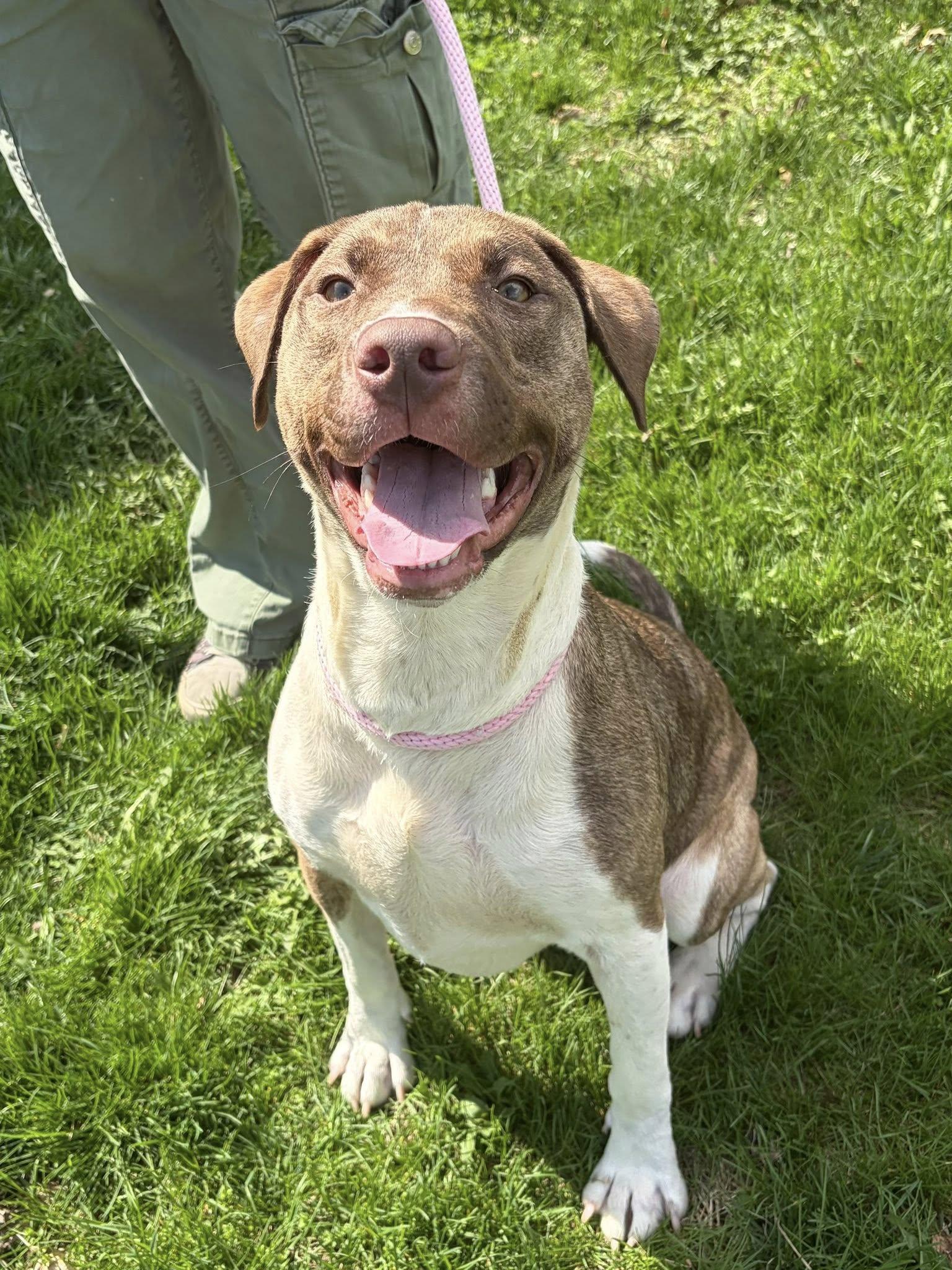 Enlarge Penny, a ADOPTABLE mixed breed in Winchester, VA image 2/5