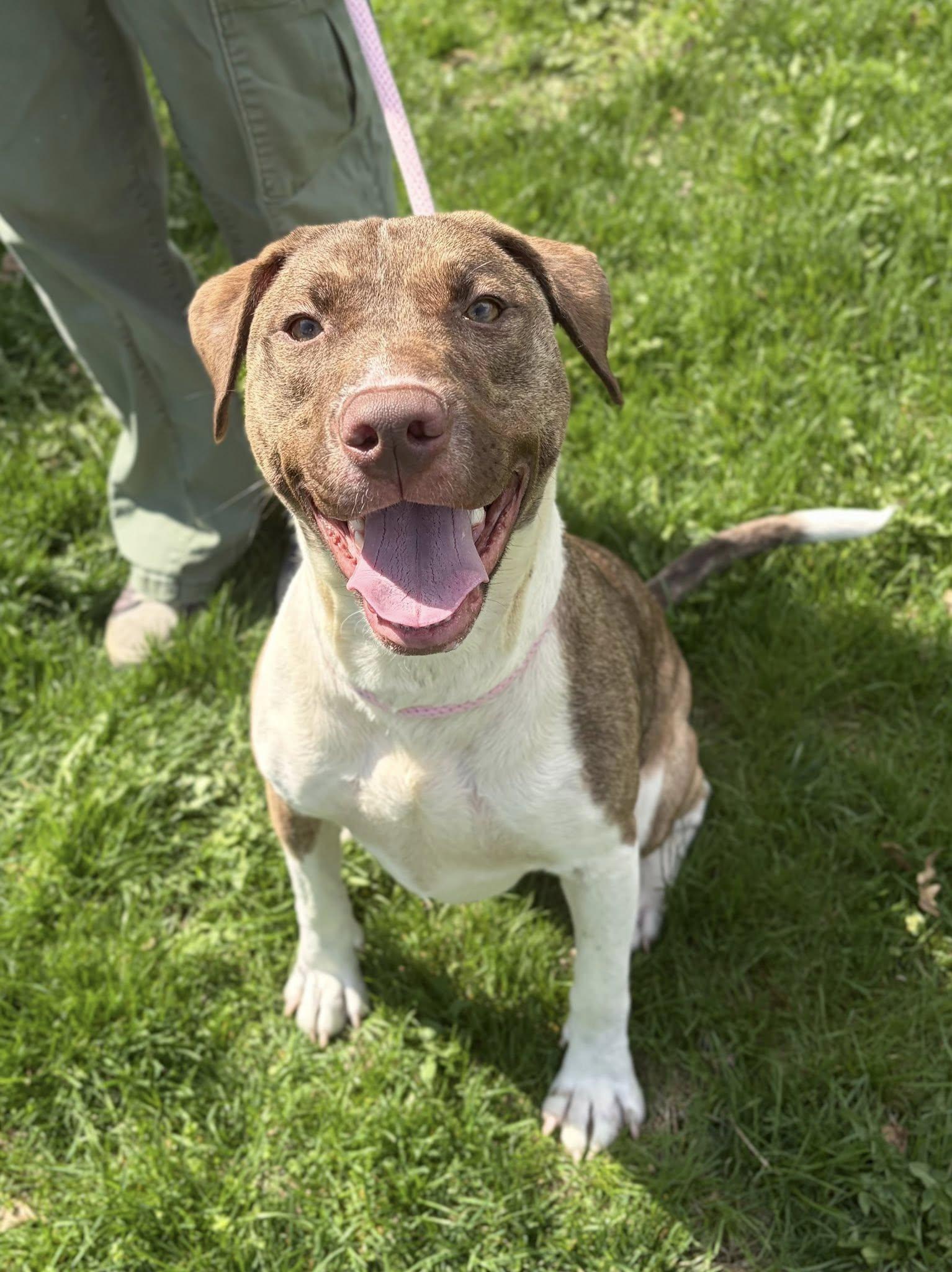 Enlarge Penny, a ADOPTABLE mixed breed in Winchester, VA image 4/5