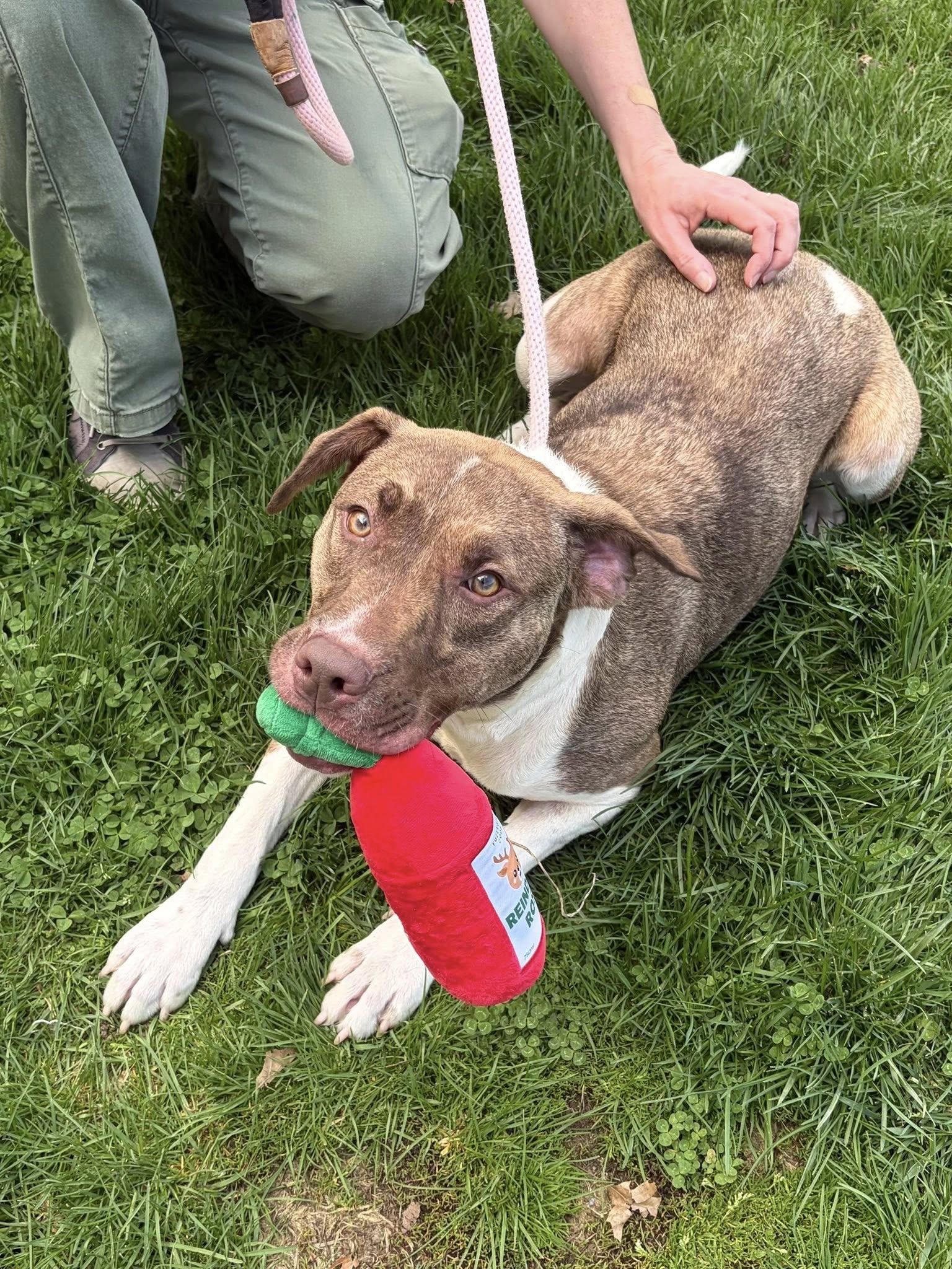 Enlarge Penny, a ADOPTABLE mixed breed in Winchester, VA image 3/5