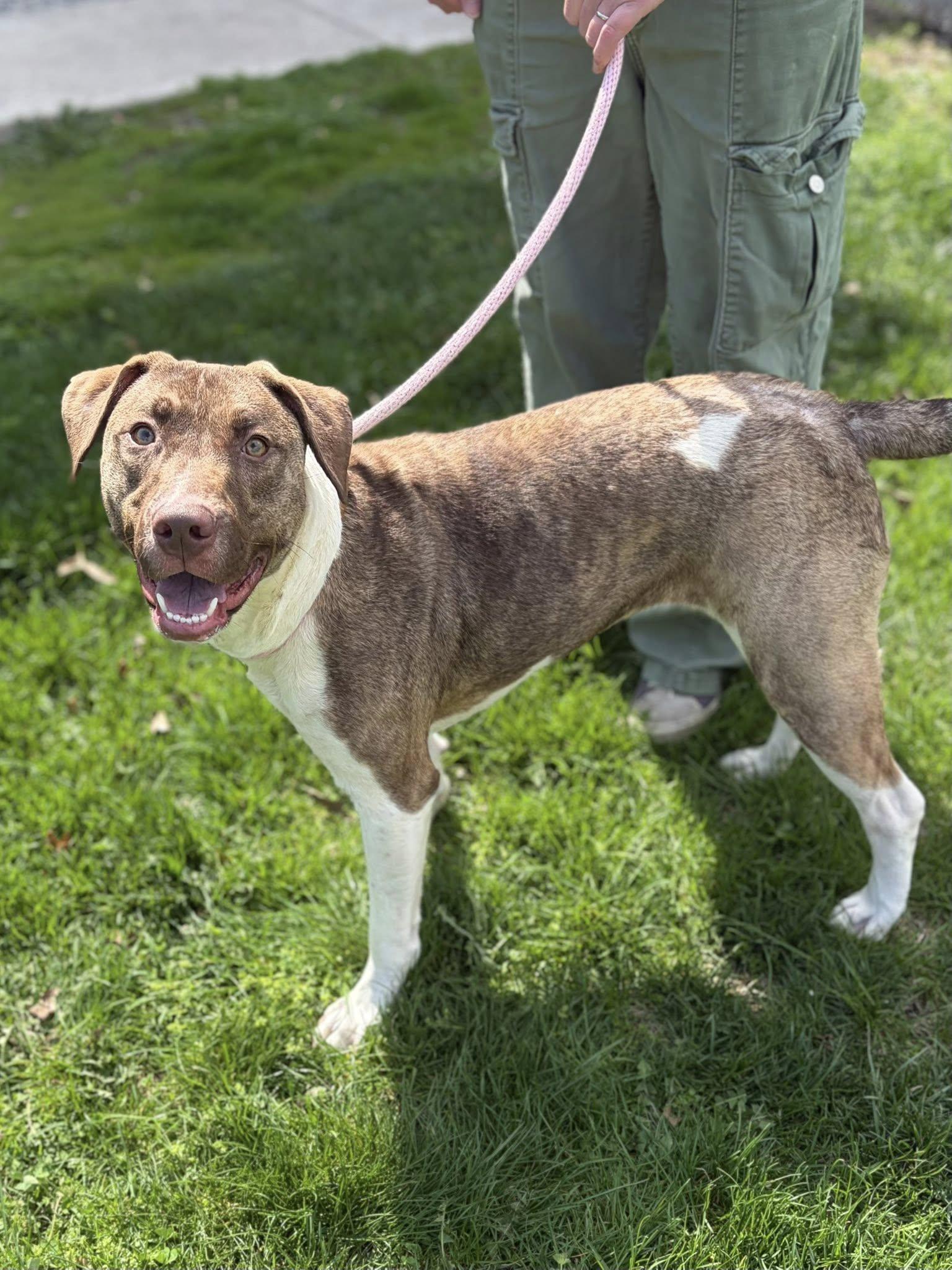 Enlarge Penny, a ADOPTABLE mixed breed in Winchester, VA image 5/5
