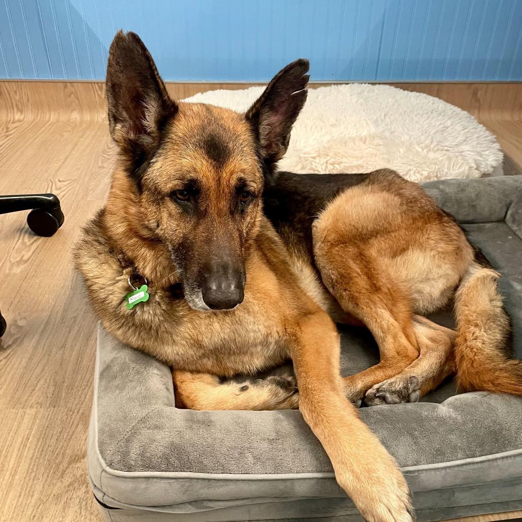 Enlarge Mario 13839, a Adoptable German Shepherd Dog in San Francisco, CA image 1/6