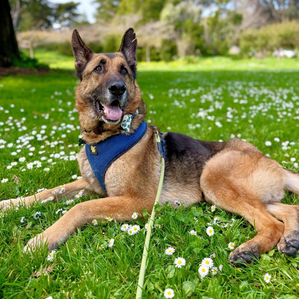 Enlarge Mario 13839, a Adoptable German Shepherd Dog in San Francisco, CA image 2/6