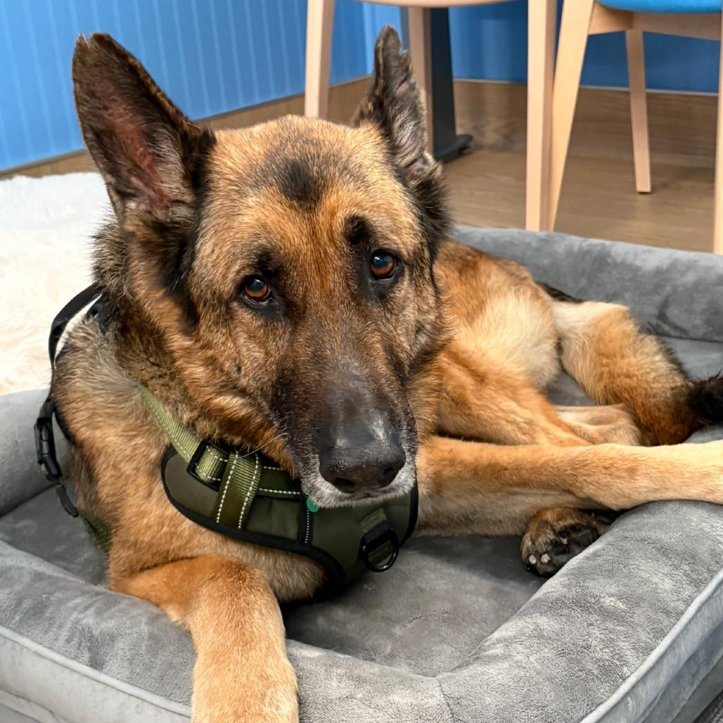 Enlarge Mario 13839, a Adoptable German Shepherd Dog in San Francisco, CA image 3/6