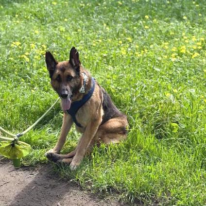 Enlarge Mario 13839, a Adoptable German Shepherd Dog in San Francisco, CA image 4/6