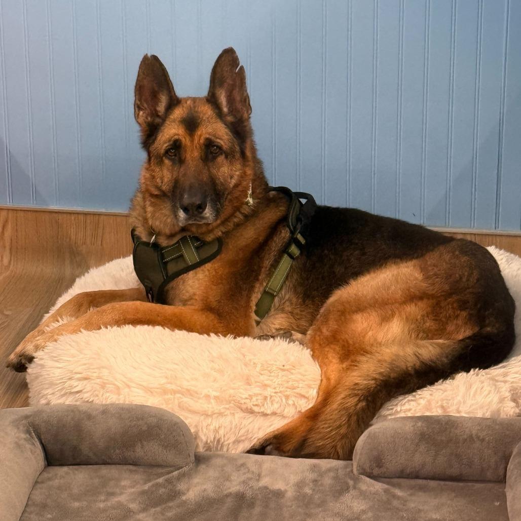 Enlarge Mario 13839, a Adoptable German Shepherd Dog in San Francisco, CA image 5/6