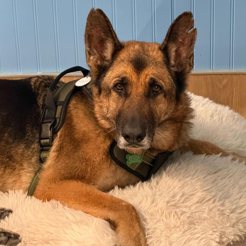 Enlarge Mario 13839, a Adoptable German Shepherd Dog in San Francisco, CA image 6/6