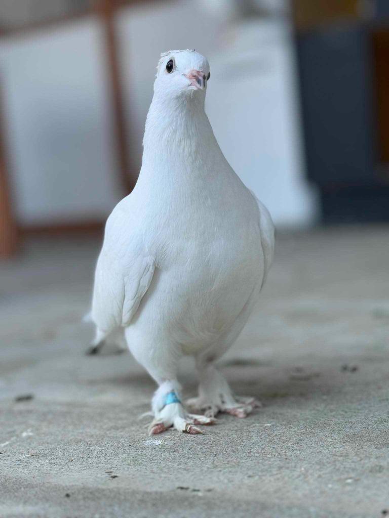 Velvet, Adoptable, Young Male Pigeon.