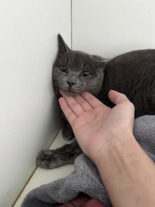 Enlarge Blossom, a Adoptable mixed breed in Palm Coast, FL image 1/1