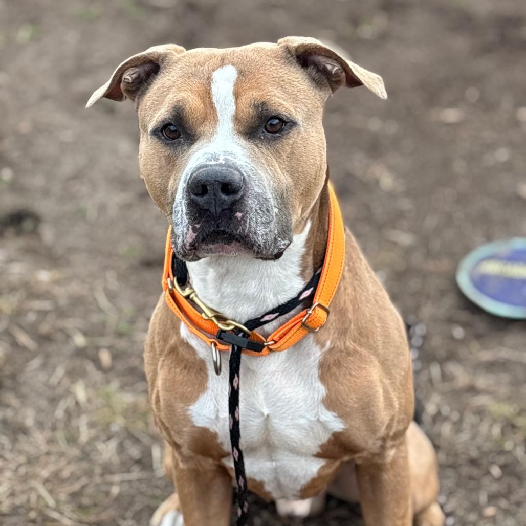 Six (in foster), Adoptable, Adult Male Pit Bull Terrier.