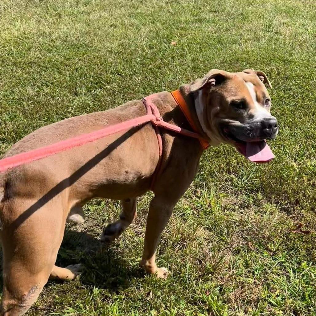 Enlarge Six (in foster), a Adoptable Pit Bull Terrier in Vineland, NJ image 2/4