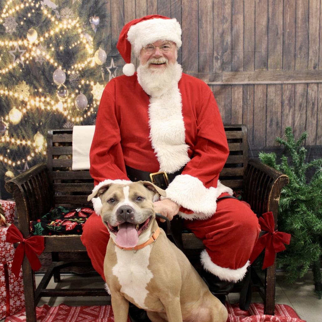 Enlarge Six (in foster), a Adoptable Pit Bull Terrier in Vineland, NJ image 4/4