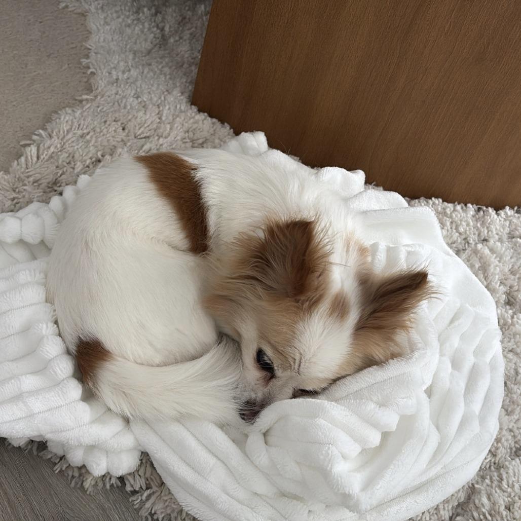 Rini — thumbnail 2