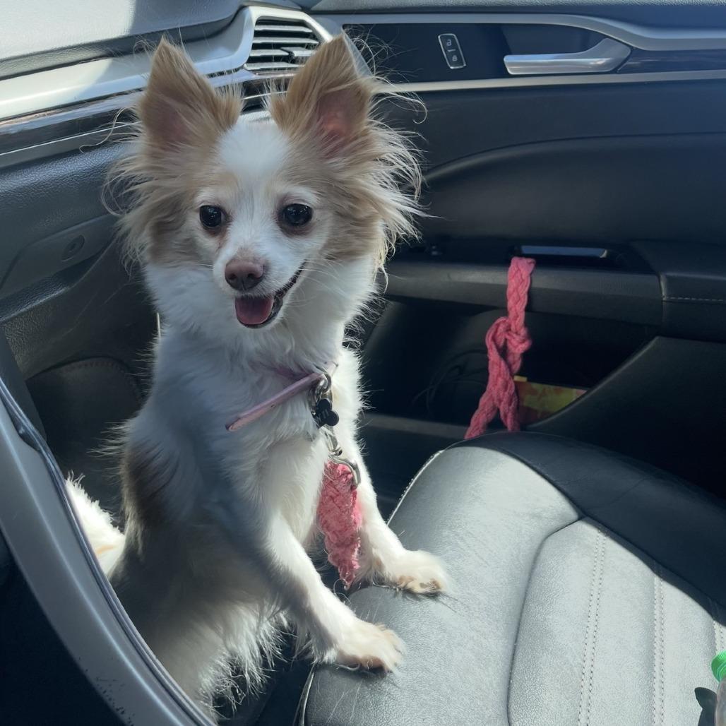 Rini — thumbnail 4